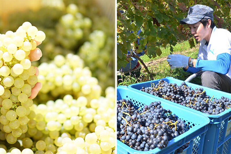 TOYOSHIMA FARM  ワイン用ブドウ100％のブドウジュース 500ml [ぶどうジュース ブドウジュース 果汁100％ジュース ジュース]