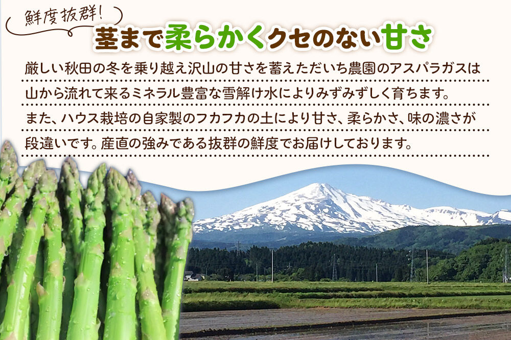 《先行受付》アスパラガス 800g 7月上旬～8月下旬発送  [アスパラガス アスパラ 自社農園 栽培 鮮度抜群 ハウス栽培 茎まで柔らかい クセのない甘さ 産地直送 産直 素焼き 秋田 由利本荘市 だいち農園]