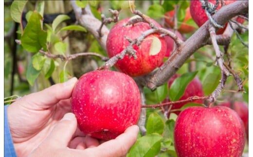 果樹園直送 秋田県産 りんごジュース ストレート 1L×3本 [りんごジュース リンゴ 林檎 ふじ ジョナゴールド 無添加 果実飲料 飲料 ドリンク 飲み比べ セット 秋田県 由利本荘市]