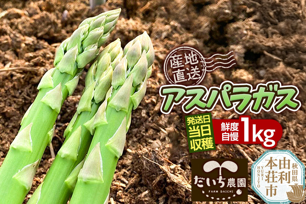《先行受付》アスパラガス 1kg  4月中旬～5月下旬発送 秋田県 由利本荘市 [アスパラガス アスパラ 自社農園 栽培 鮮度抜群 ハウス栽培 茎まで柔らかい クセのない甘さ 産地直送 産直 素焼き 秋田 由利本荘市 だいち農園]