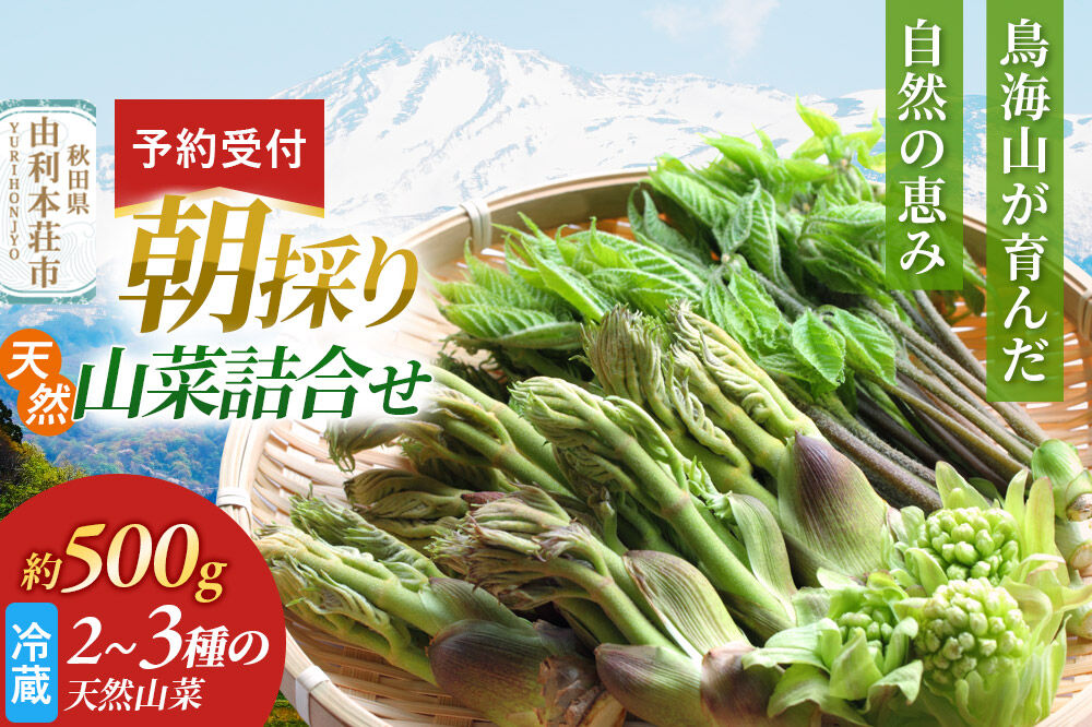 《予約受付》朝採り発送！天然山菜詰合せ 約500g（2～3種類） [山菜 天然山菜 さんさい 野菜 詰合せ 詰め合わせ 朝採り発送！ 天ぷら おひたし 煮物 秋田県産 国産]