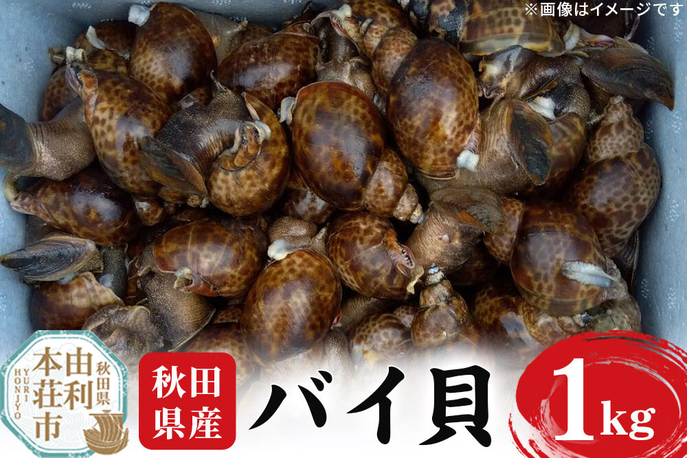 《一部地域限定配送》活バイ貝 1kg 由利本荘市産 [活 バイ貝 ばい貝 貝 魚介 海鮮 泥抜き 大ぶり 秋田県産 由利本荘市産]