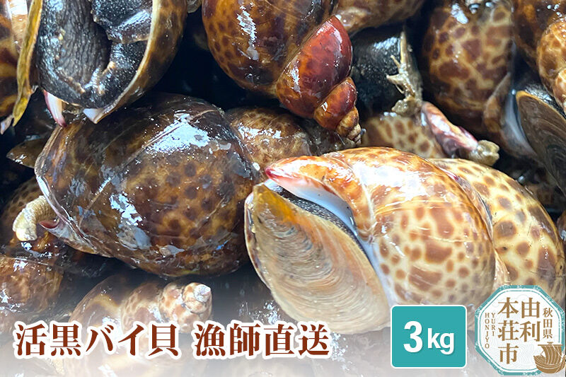 《一部地域限定配送》由利本荘市産 活黒バイ貝 3kg [徳栄丸 バイ貝 秋田県産 国産]