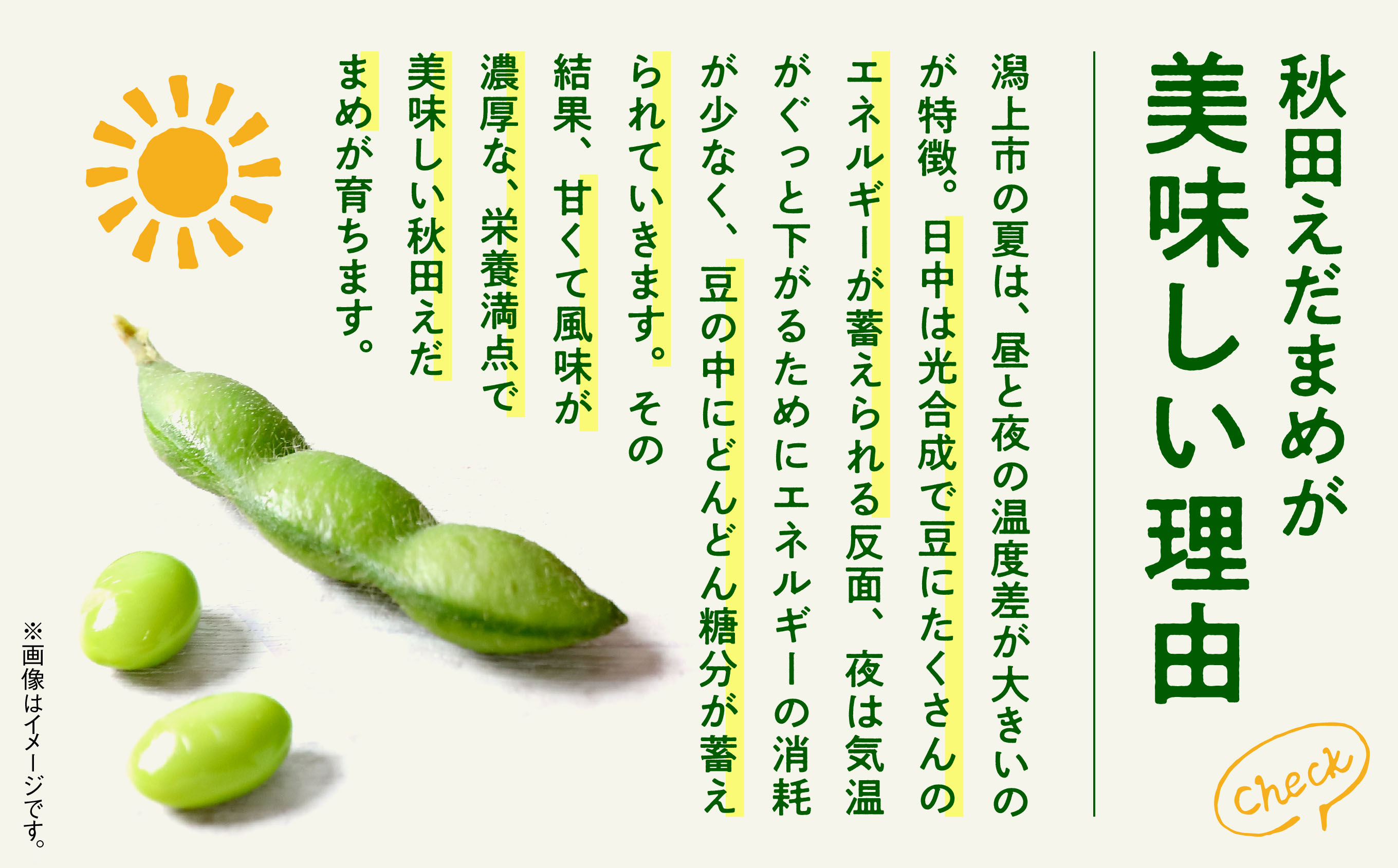 《先行予約》令和7年産 訳あり 枝豆 3kg 農家直送 収穫 当日発送 えだまめ 朝獲れ クール便 発送 朝採り 野菜 夏野菜 おつまみ 晩酌 Bランク お取り寄せ グルメ 潟上市 秋田 おいしい つまみ