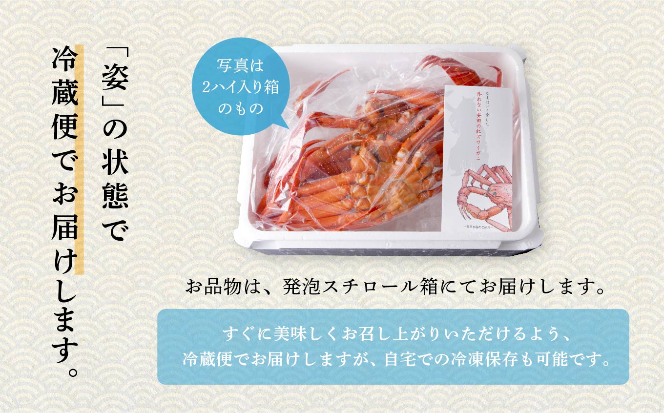 【3月以降順次発送】日本海沖産 紅ズワイガニ500g前後×2匹 約1.0kg/冷蔵 冷蔵 ズワイガニ 2匹 約 1.0kg 紅ズワイガニ ベニズワイガニ ずわい ズワイ蟹 ずわいがに ずわい蟹 姿 ボイル 訳あり 蟹 カニ かに 国産 蟹 不揃い 傷 緊急 カニみそ入り 潟上市