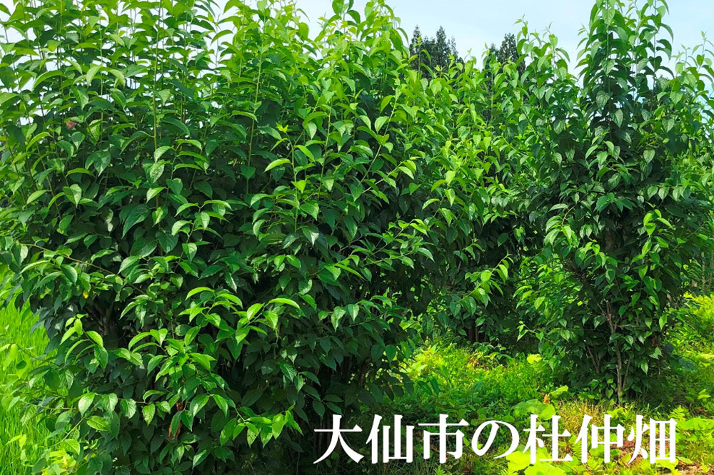 杜仲の葉100％ 杜仲茶 ティーパック 120袋【物産中仙】