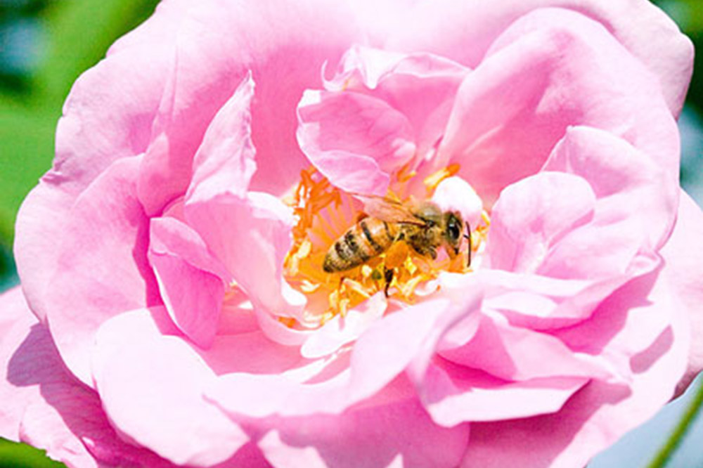 秋田薔薇園産 純粋ローズウォーター 100ml×2本 ローズメイ