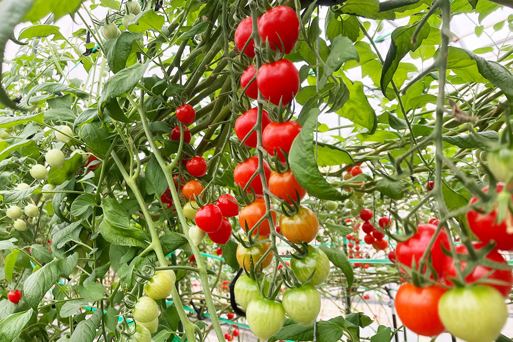 秋田県産ミニトマト「恋ベリー」500g（250g×2）ギフトBOX 高糖度 とまと 野菜 新鮮 甘い