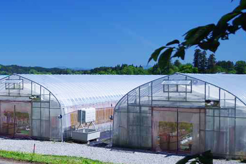 【テレビで紹介】「恋ベリー」を贅沢に使った濃厚パスタソース 300g×3個