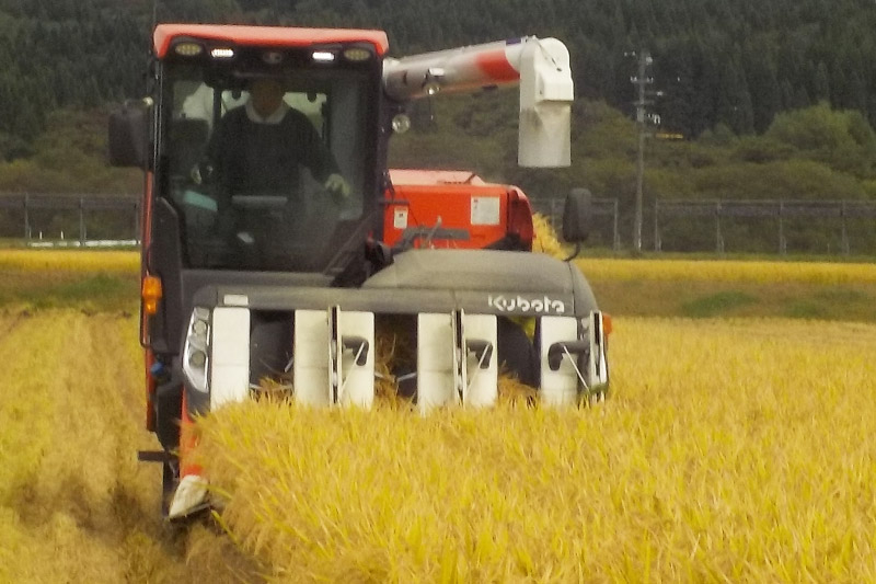 令和7年産 発芽玄米（2kg×2袋）発芽米 玄米 ビタミン カルシウム ギャバ ミネラル 食物繊維