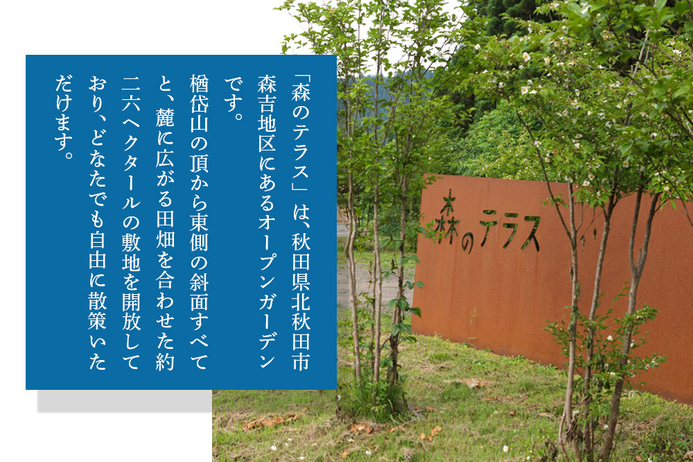 キャンプ 森のテラス キャンプ体験プラン 森吉