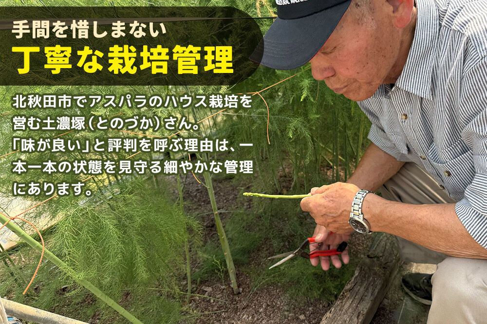 野菜 アスパラガス 北秋田市産 アスパラ 約2kg M～Lのサイズミックス [新鮮 冷蔵 産直 北秋田市産 M L サイズミックス グリーンアスパラ サラダ]