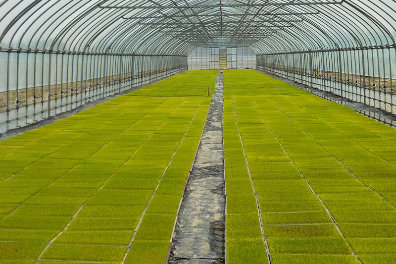 令和7年産 発芽玄米（2kg×2袋）発芽米 玄米 ビタミン カルシウム ギャバ ミネラル 食物繊維