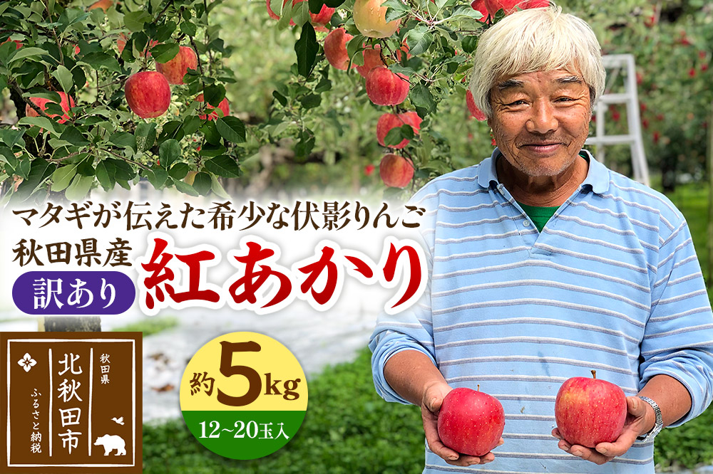 りんご 紅あかり（訳あり）約5kg (12～20玉入) 伊東さんの「伏影りんご」 令和7年産 秋田県産 個数限定 リンゴ マタギのりんご