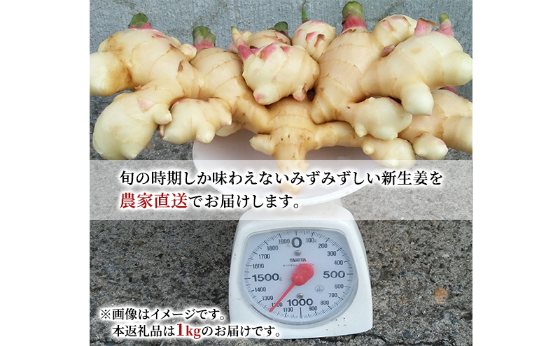 先行予約 秋田県 にかほ市産 新生姜1kg【 生姜 しょうが ショウガ ジンジャー 薬味 】