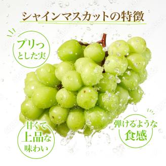 先行予約 甘く食べやすい シャインマスカット 2房（1房 600～700g）＜出荷時期：2025年10月上旬～10月中旬ごろ＞数量限定 期間限定 果物 フルーツ ぶどう ブドウ マスカット