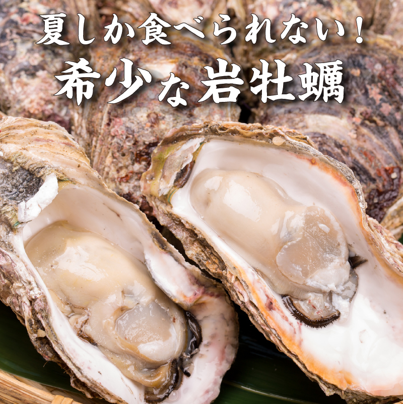 先行予約 秋田の肉厚な天然岩牡蠣（岩ガキ 12個以上）ナイフ無し かき カキ 秋田県 にかほ市産 天然 岩牡蠣  殻付 牡蠣 海産物 魚介類 海鮮