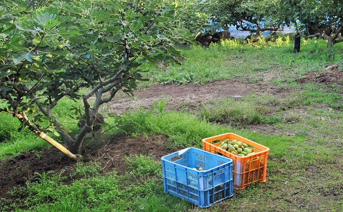 秋田の地ビール いちじくエール3本（330ml×3本）