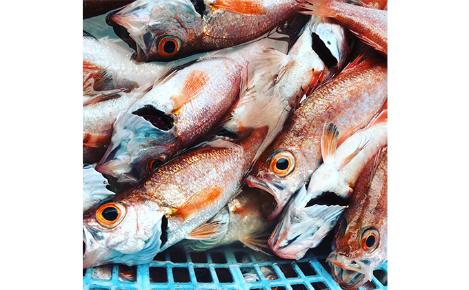 にかほ市の漁師厳選！秋田沖の旬のお魚パック！（Mサイズ・3～4人前）