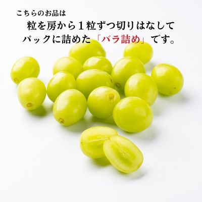 先行予約 甘く食べやすい シャインマスカット 粒 バラ詰め 約1kg＜出荷時期：2025年10月上旬～10月中旬ごろ＞数量限定 期間限定 果物 フルーツ ぶどう ブドウ マスカット