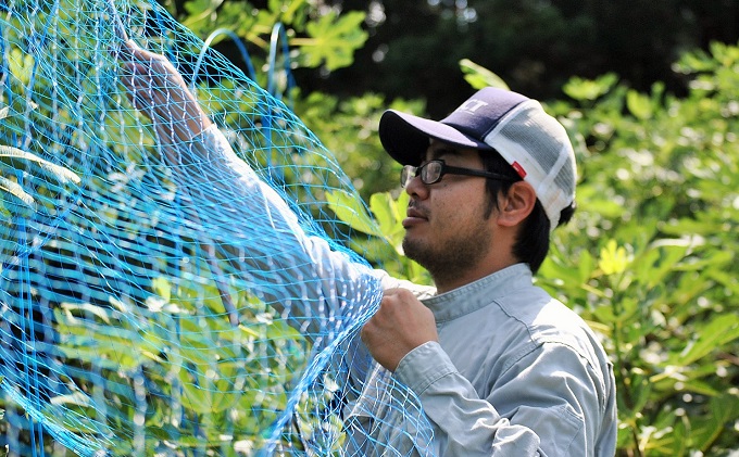秋田の地ビール いちじくエール3本（330ml×3本）
