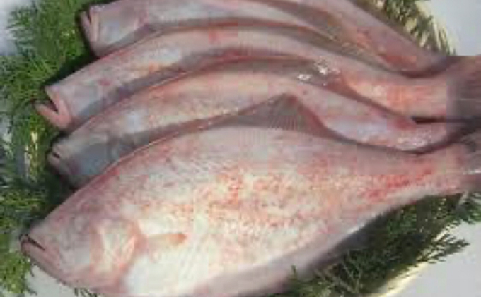 にかほ市の漁師厳選！秋田沖の旬のお魚パック！（Mサイズ・3～4人前）