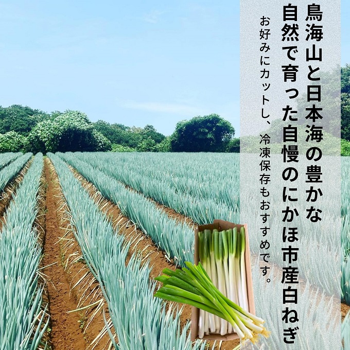 にかほ市産 白ネギ 約5kg（35～45本）