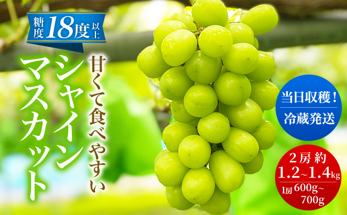 先行予約 甘く食べやすい シャインマスカット 2房（1房 600～700g）＜出荷時期：2025年10月上旬～10月中旬ごろ＞数量限定 期間限定 果物 フルーツ ぶどう ブドウ マスカット