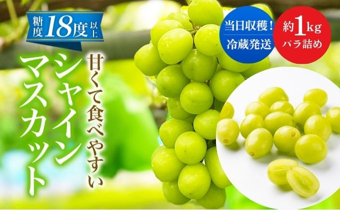 先行予約 甘く食べやすい シャインマスカット 粒 バラ詰め 約1kg＜出荷時期：2025年10月上旬～10月中旬ごろ＞数量限定 期間限定 果物 フルーツ ぶどう ブドウ マスカット