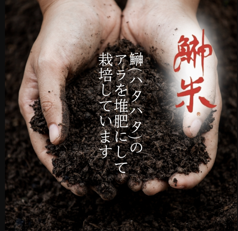 特別栽培米 鰰米 コシヒカリ にかほ 玄米 30kg