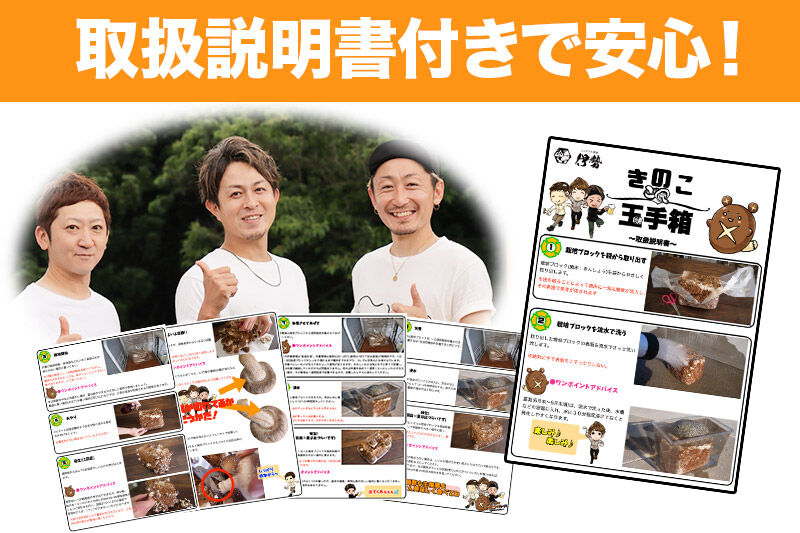 しいたけ 椎茸栽培キット「きのこ玉手箱」約3kg ブロック×1個 [椎茸 しいたけ シイタケ 栽培キット 菌床ブロック 自由研究 簡単]