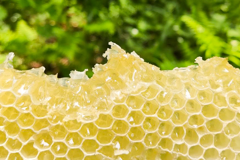 秋田県産はちみつ あかしあ 1.2kg×2本