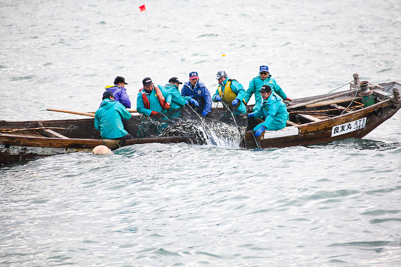 子持 ハタハタ 丸干し 5～7尾前後 500g はたはた 鰰 子持 はたはた 子持ハタハタ 丸干し ぶりこ 鈴木水産 秋田県 八峰町