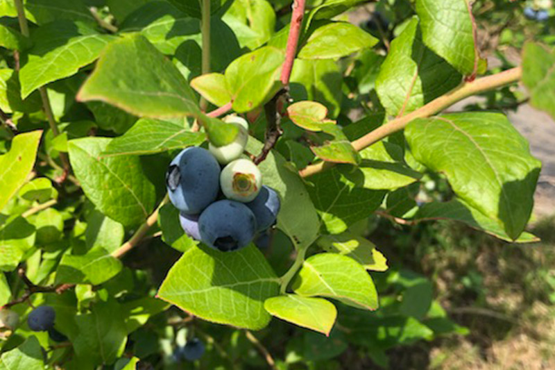 ストレート果汁100％ブルーベリージュース 500ml×2本