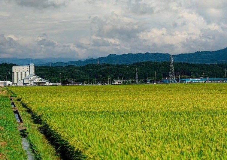 【令和7年産】あきたこまち5kg