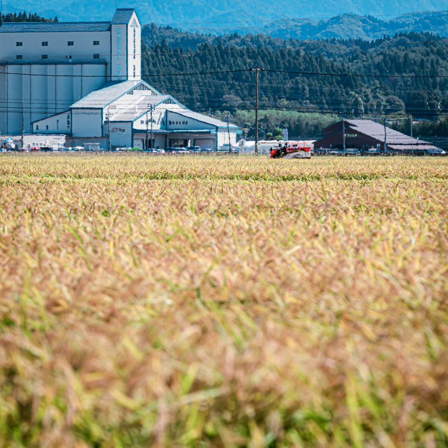 定期便【令和7年産】あきたこまち5kg×6ヶ月
