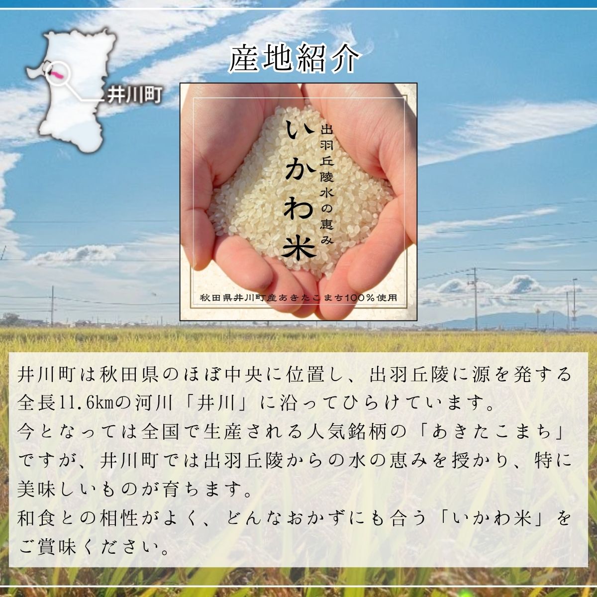 米 あきたこまち 白米 [定期便] 10kg x3か月 <令和8年産 新米予約> いかわ米  秋田県産 井川町産 10kgx3回 10kgx3か月(定期便)