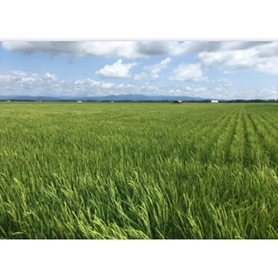 【2ヵ月毎定期便】もち米白米5kg (栽培期間中農薬不使用・化学肥料不使用) 全3回【配送不可地域：離島・沖縄県】