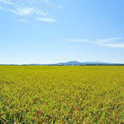 2023年5月発送開始『定期便』【玄米】大潟村産の美味しい「特別栽培米あきたこまち5kg」全12回【配送不可地域：離島・沖縄県】