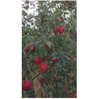 大潟村 山本りんご園のりんごジュース1L×6本セット【配送不可地域：離島・沖縄県】