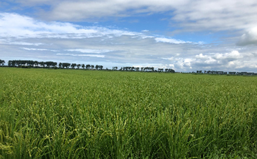 もち米　玄米5kg (栽培期間中　農薬不使用・化学肥料不使用)【配送不可地域：離島・沖縄県】