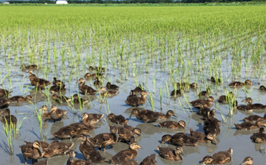 切り餅[3切れ×8セット] (栽培期間中農薬不使用米『こがねもち』)【配送不可地域：離島・沖縄県】