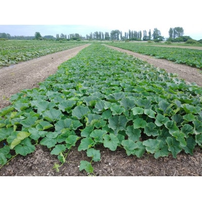 大潟村産かぼちゃ「くり大将」約2.5kg【配送不可地域：離島・沖縄県】