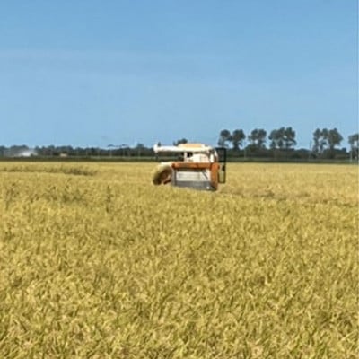 令和7年産　特別栽培米あきたこまち5kg(白米)【配送不可地域：離島・沖縄県】