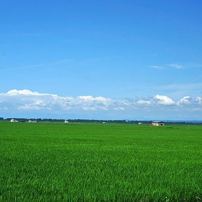 【毎月定期便】サキホコレ2kg全10回【配送不可地域：離島・沖縄県】