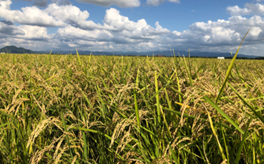 切り餅[3切れ×8セット] (栽培期間中農薬不使用米『こがねもち』)【配送不可地域：離島・沖縄県】