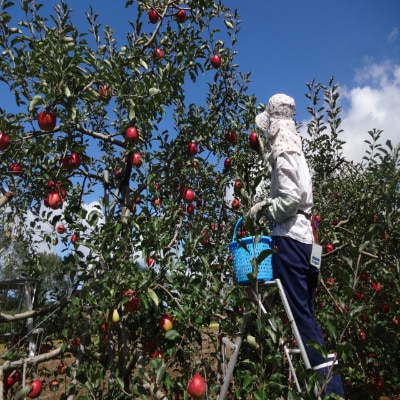 大潟村 山本りんご園のりんごジュース1L×6本セット【配送不可地域：離島・沖縄県】