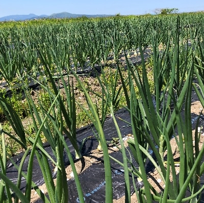 玉ねぎ(野菜)5kg(栽培期間農薬不使用)お中元・ギフトに(大潟村)【配送不可地域：離島・沖縄県】