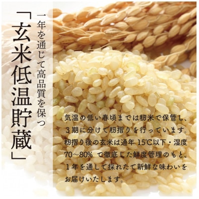 【令和7年産】秋田県特別栽培米ミルキープリンセス無洗米10kg(5kg×2)【配送不可地域：離島・沖縄県】