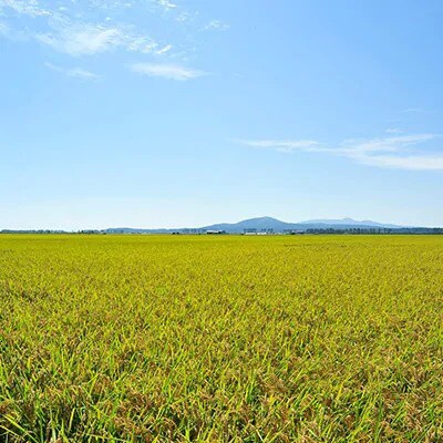 【毎月定期便】サキホコレ2kg全9回【配送不可地域：離島・沖縄県】